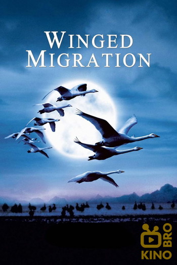 Poster for the movie «Winged Migration»