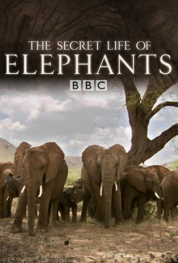 Постер к фильму «The Secret Life of Elephants»