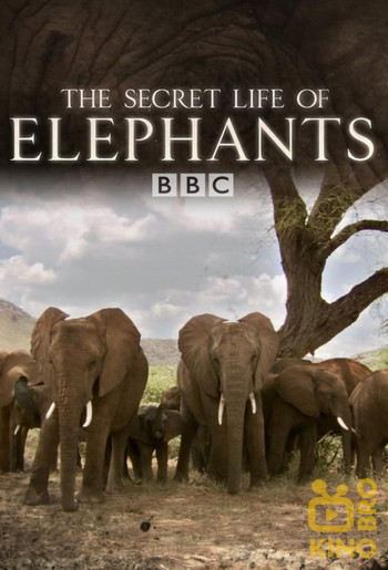 Poster for the movie «The Secret Life of Elephants»