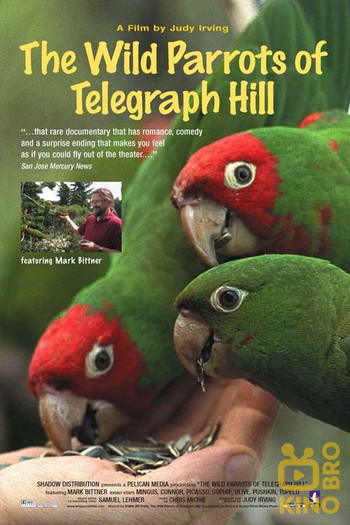 Poster for the movie «The Wild Parrots of Telegraph Hill»