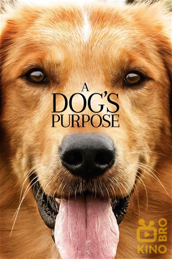 Poster for the movie «A Dog's Purpose»
