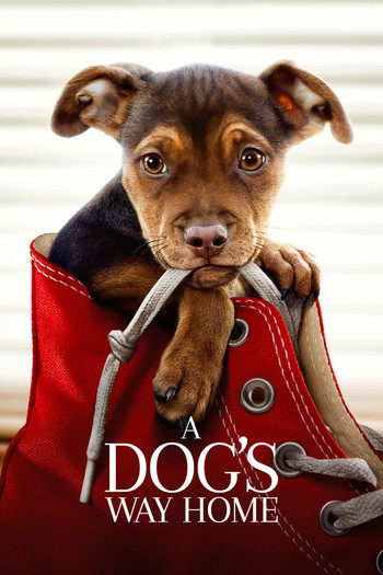 Poster for the movie «A Dog's Way Home»