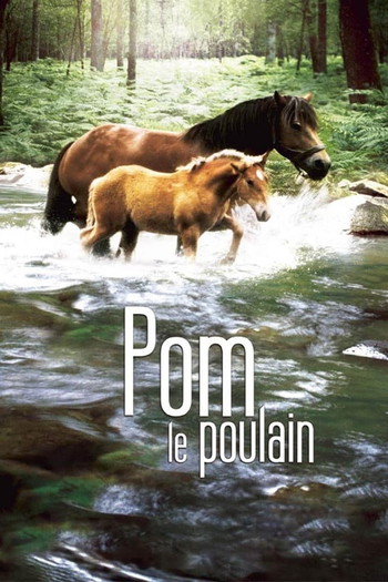 Poster for the movie «Pom, le poulain»