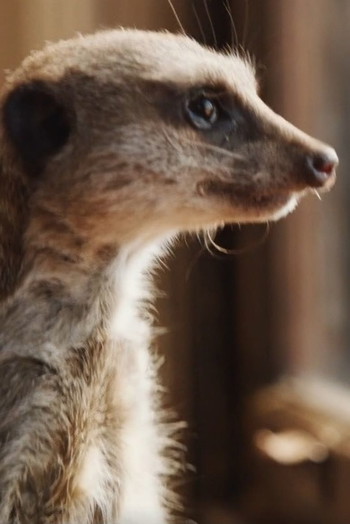 Фото актёра Elvis the Meerkat