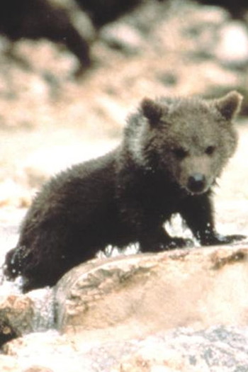 Photo of actor Youk the Bear