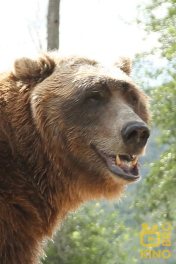 Photo of actor Bart The Bear